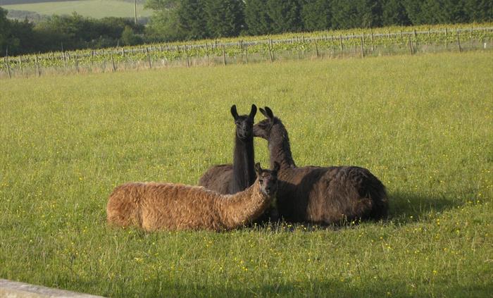 Glyndwr Vineyard Vineyard tours llamas